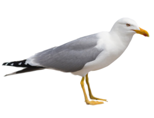 Pest Control Kent Seagulls