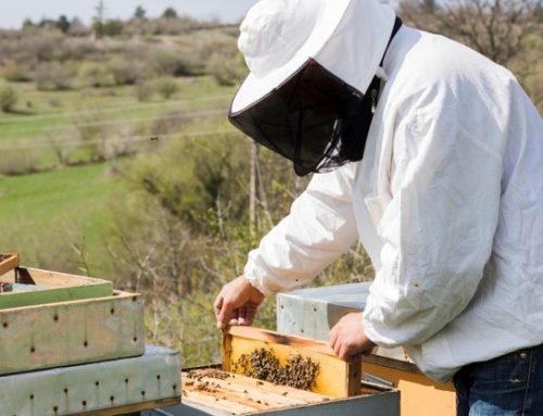 Beekeepers In The UK