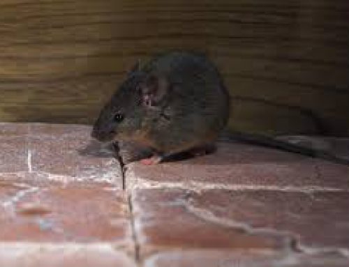 Kent Pest Control article on Mice