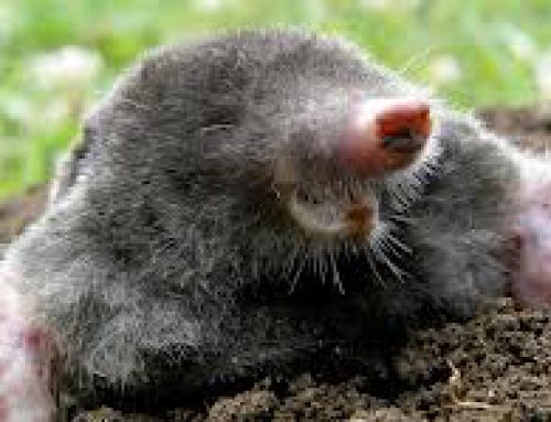 Kent Pest Control Moles