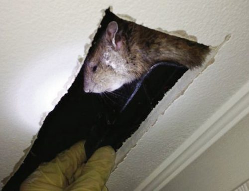 Maidstone Pest Control Rats