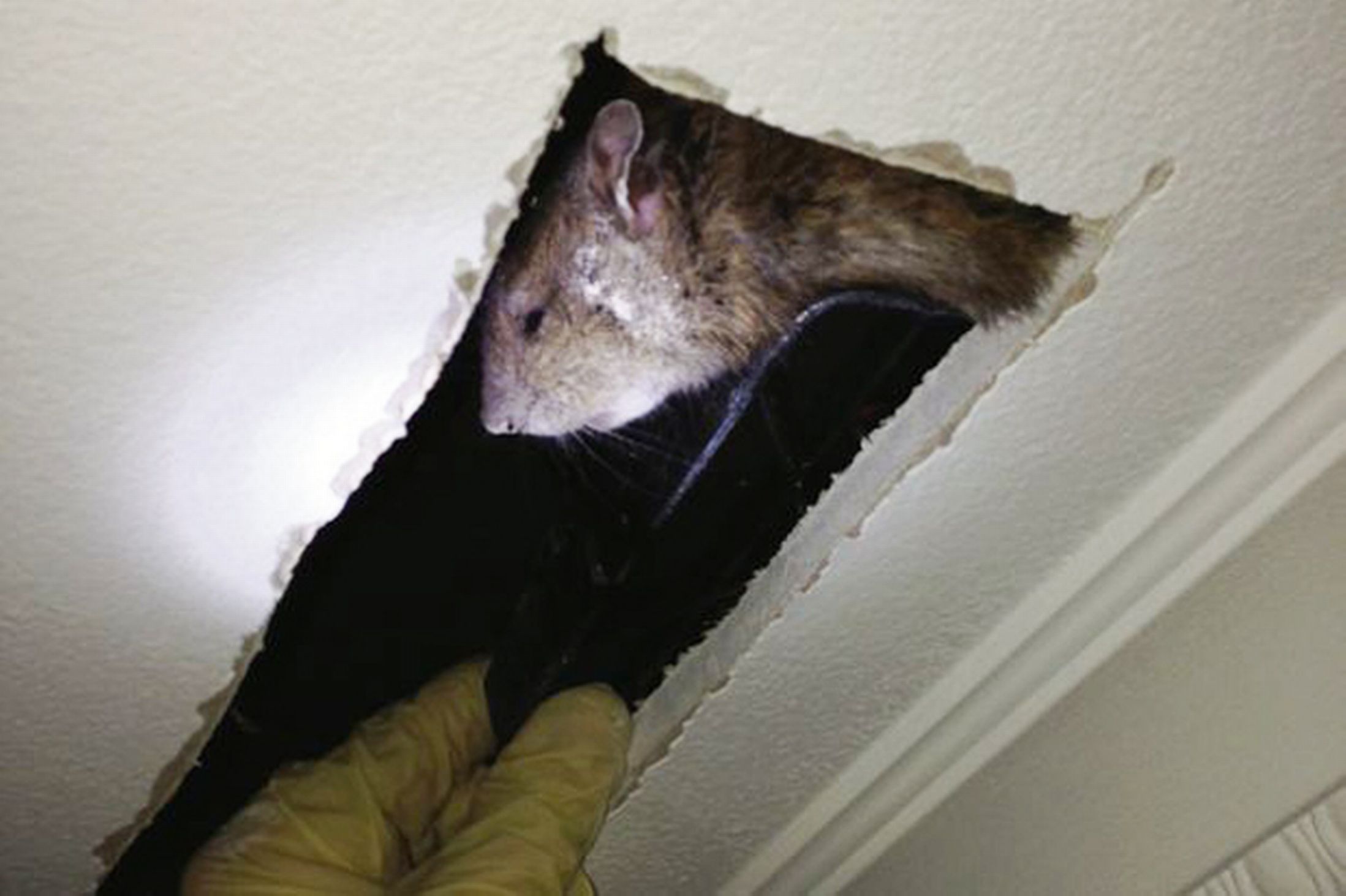 Maidstone Pest Control Rats Kent Pest Control Pest Control Company
