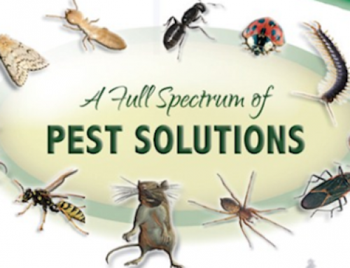 Pest Control Kent Fleas