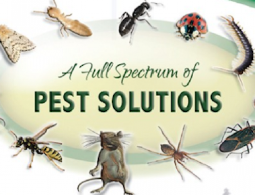 Pest Control Kent Seagulls | Kent Pest Control | Pest Control Company ...